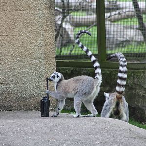 This lemur is braver, 7th July 2014