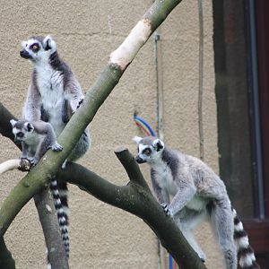 Ring-tailed Lemurs, 7th July 2014
