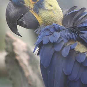 Hyacinthine Macaw, 7th July 2014