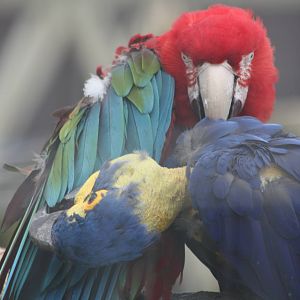 Mutual preening, 7th July 2014
