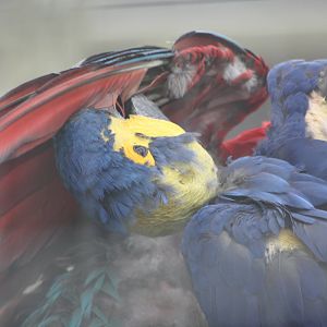 Mutual preening, 7th July 2014