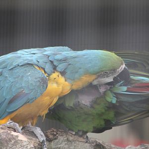 Mutual preening, 7th July 2014