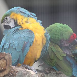 Solo preening - together, 7th July 2014