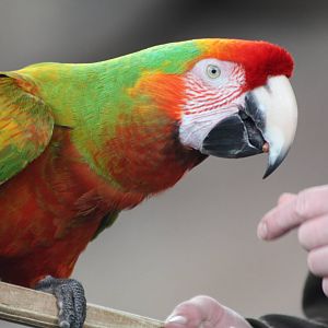 Olive time again, 7th July 2014