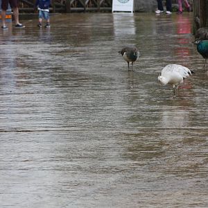 March of the Peafowl, 7th July 2014