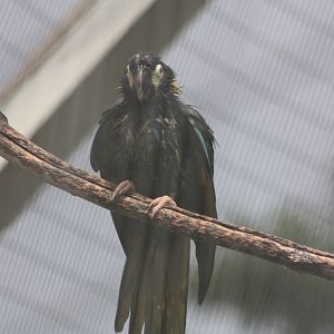 The downpour was enjoyed by some, 7th July 2014
