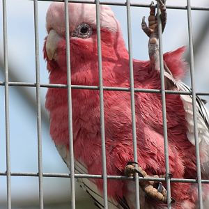 Roseate Cockatoo, 7th July 2014