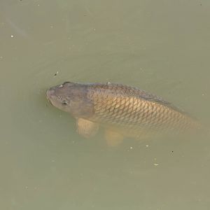 Carp in Tapir/Capybara side of lake, 7th July 2014
