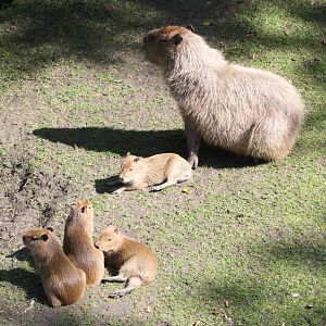 Capybaras, 7th July 2014