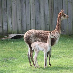 Vicuna with youngster, 7th July 2014