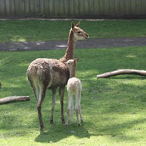 Vicuna with youngster, 7th July 2014