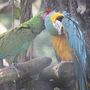 Assisted preening, 7th July 2014