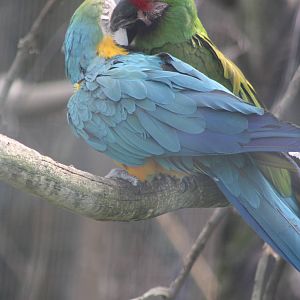 Mutual preening, 7th July 2014