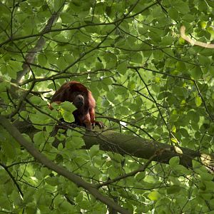Red howler in the trees, 7/10/14