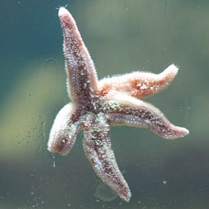 Sea star species