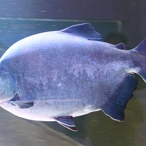 Pacu