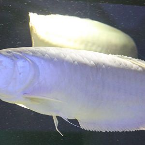 Silver arowana