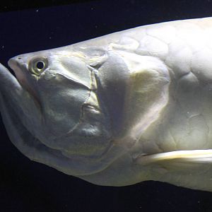 Silver arowana