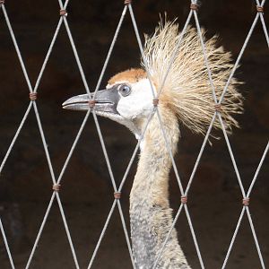 Juvenile crowned crane