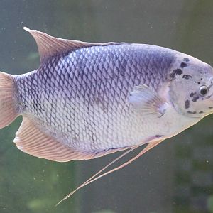 Giant gourami