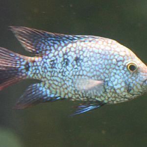 Herichthys carpintis