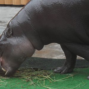 Pygmy hippo eating
