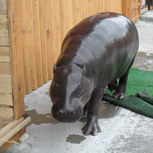 Pygmy hippo