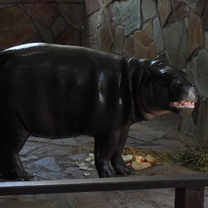 Pygmy hippo indoors