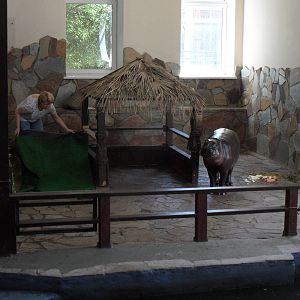 Pygmy hippo with keeper