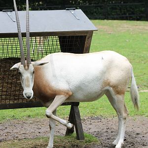 Scimitar-horned oryx