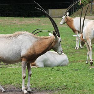 Scimitar-horned oryxes