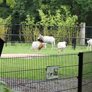 Scimitar-horned oryx enclosure