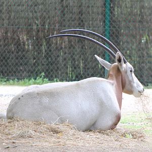 Scimitar-horned oryx