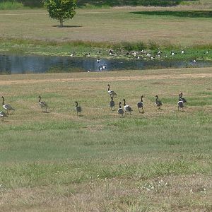 Magpie Geese - Ingham, QLD