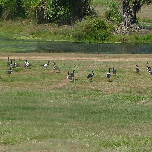 Magpie Geese - Ingham QLD