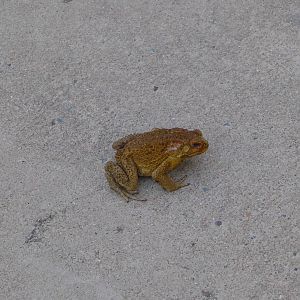 Cane Toad