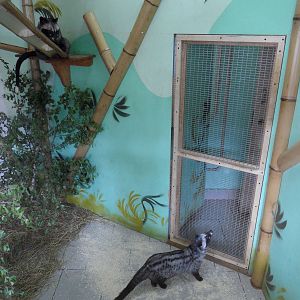 Asian palm civets
