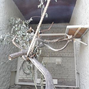 Squirrel monkey exhibit