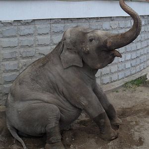 Sitting elephant 1
