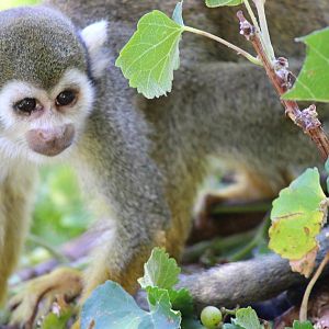 Tropic Trail - Common Squirrel Monkey