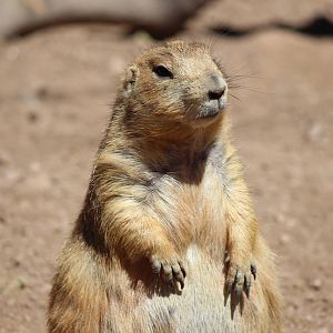 Arizona Trail - Prairie Dog