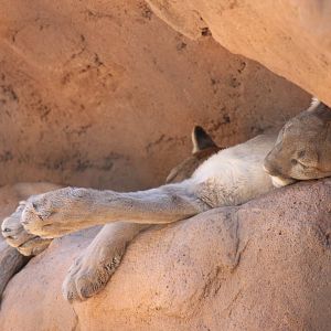 Arizona Trail - Mountain Lion