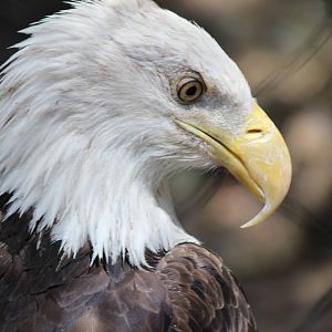 Arizona Trail - Bald Eagle