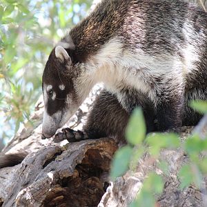 Arizona Trail - White-Nosed Coati