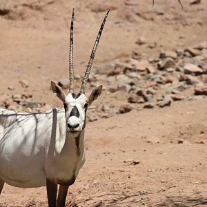 Africa Trail - Arabian Oryx