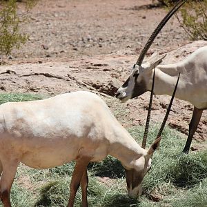 Africa Trail - Arabian Oryx