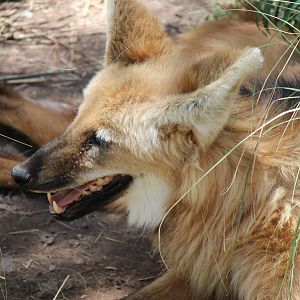 Tropic Trail - Maned Wolf