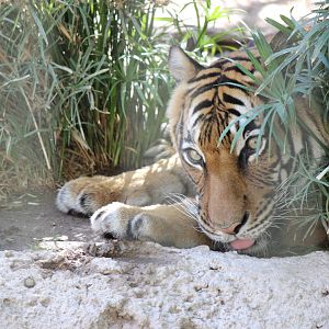Asia - Malayan Tiger