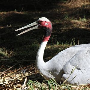 Asia - Sarus Crane