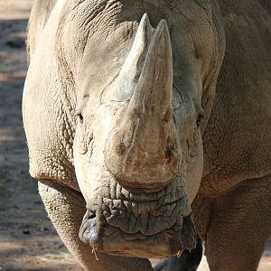 Africa - Southern White Rhino